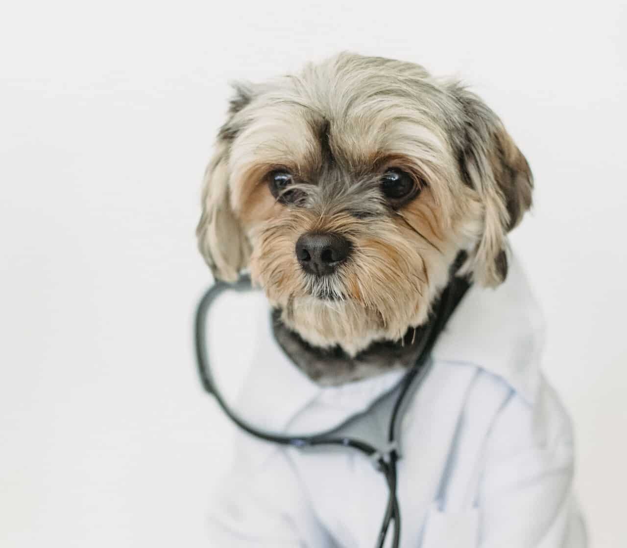 RE.DOCTOR Diagnóstico por fotopletismografía en mascotas